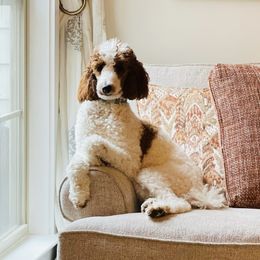 Marley - Poodle