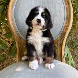 Rosé - Tri-color female Bernedoodle puppy in Queen Creek, Arizona from Dulcito Doodles