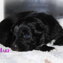 Maki - Black & white female Australian Shepherd puppy in Coldwater, Michigan from Northern Star Australian Shepherds