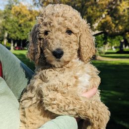 Poodles from Poodle Mom