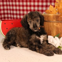 Cheddar - Sable male Poodle puppy in Peyton, Co, Usa, Colorado from Peyton Poodles