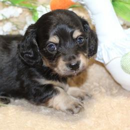 Lane - Black and cream male Dachshund puppy in Bellville, Ohio from JK Mini Doxies