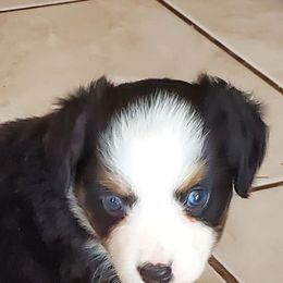 Chihuahuas and Toy Australian Shepherds from Glidwell Ranch