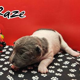 Raze - White and blue male Rat Terrier puppy in Lynn, Alabama from Cryptic Rat Terriers