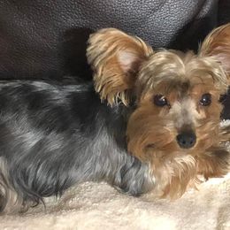 Yorkshire Terriers from Rhondas Pampered Yorkies