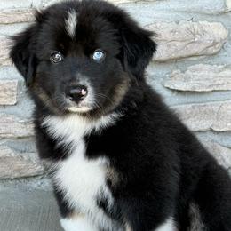 Benson - Black tri male Miniature Australian Shepherd puppy in Cunningham, Tennessee from Copper Creek Aussies
