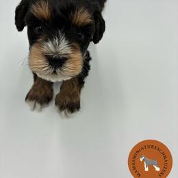 Magna - Black male Miniature Schnauzer puppy in Phoenix, Arizona from Sabrina's Miniature Schnauzers