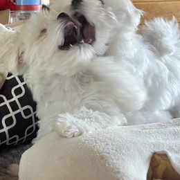 Tut - White male Maltese puppy in Spring Mills, Pennsylvania from AddaSiDanes