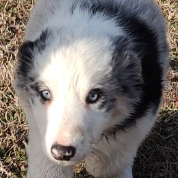 Border Collie Puppies from Bond Border Collies