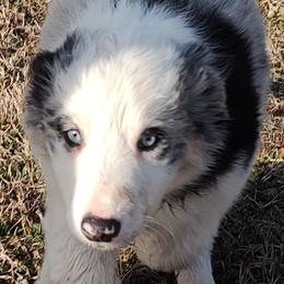 Border Collie Puppies from Bond Border Collies