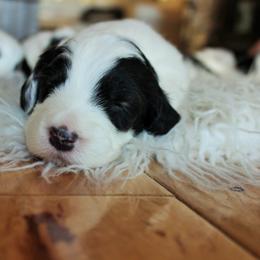 Old English Sheepdog Puppies from Ridgeruns OES