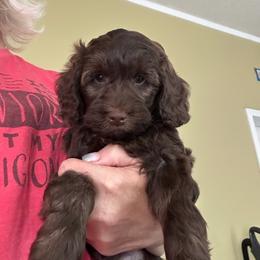 Brodi - Chocolate male Goldendoodle puppy in Waynesboro, Virginia from Forest Creek Kennel