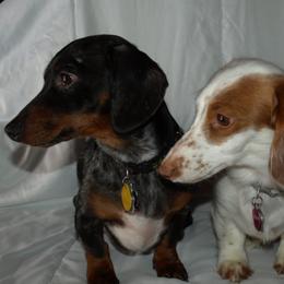 Dachshunds from Winzig Ranch