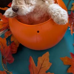 Peanut - Cream male Poodle puppy in Edgefield, South Carolina from Bettna standard poodle