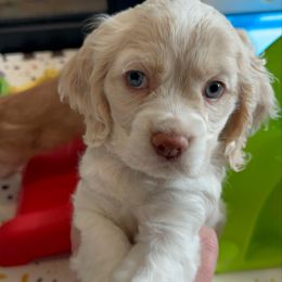 Nova - Silver female Cocker Spaniel puppy in Conroe, Texas from Cavi Cutie Collective