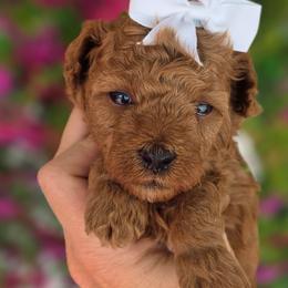 White Collar Girl - Red  female Poodle puppy in Vernon, Texas from Sugarland's Texas Goldendoodles