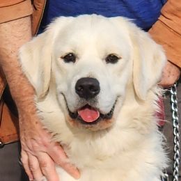 Shamar ("Shuh - mar"l - Golden Retriever