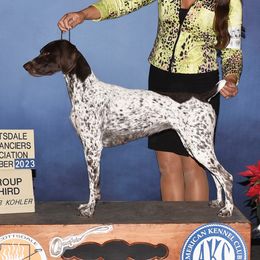 Synesthesia - German Shorthaired Pointer