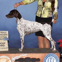 Synesthesia - German Shorthaired Pointer