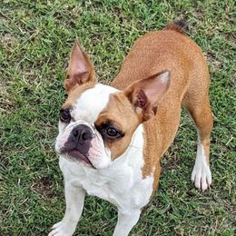 Voodoo - Boston Terrier