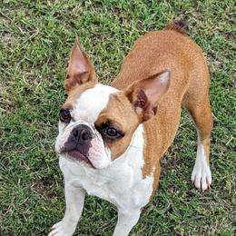 Voodoo - Boston Terrier