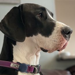 Great Danes from Majestic Giants Great Danes