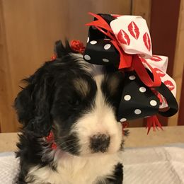 Bernedoodle Puppies from Montanas Mountain Bernedoodles