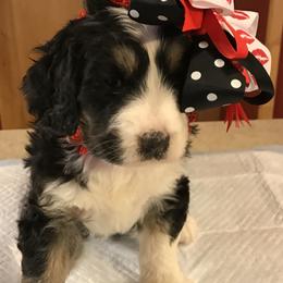 Bernedoodle Puppies from Montanas Mountain Bernedoodles