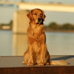 Harmony - Golden Retriever