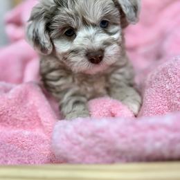 Gordy - Brown merle male Aussiedoodle puppy in Science Hill, Kentucky from Southern Paws Kennels