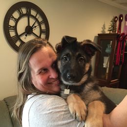 German Shepherd Puppies from Dawnhill