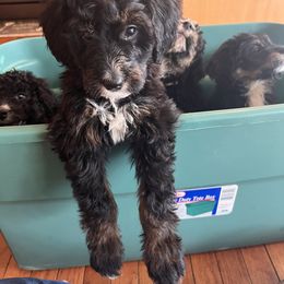 Bernedoodle Puppies from A MAYSING Bernedoodles