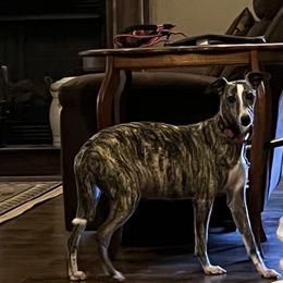 Apache - Whippet