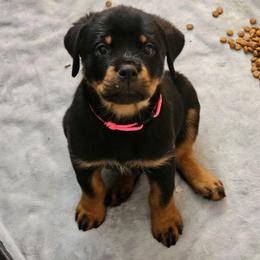 PINK GIRL - Black and mahogany female Rottweiler puppy in Worley, Idaho from Templinhaus Rottweilers & DreamHaus French Bulldogs