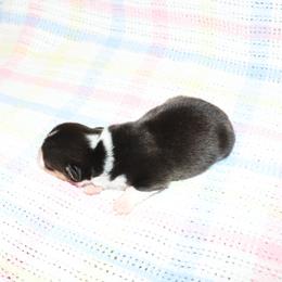 Susan - Black and tan female Pembroke Welsh Corgi puppy in Morton, Mississippi from Crown AB Farms Pembroke Welsh Corgis