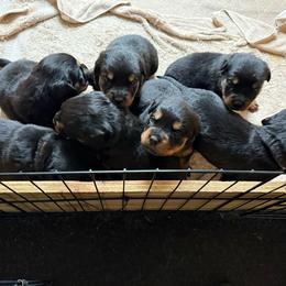 Rottweiler puppies from Von Der Hügelspitze