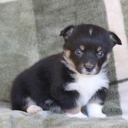 Bugatti - Black and tan male American Corgi puppy in Scio, Oregon from Abundant Joy Corgis