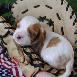 Boy 1 - male Cavalier King Charles Spaniel puppy in Mountain Grove, Missouri from Dogwood & Sassafras Companions