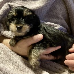 Assorted Doodle Crosses, Double Doodle, Maltipoo, Morkie, and Yorkipoo Puppies from Danza Bolo