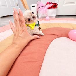 Teeny tiny Baby Luca - Gold male Chihuahua puppy in Jacksonville, Florida from Petits Chihuahuas