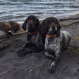 German Shorthaired Pointers from Ivan Haus Kennel