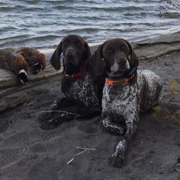 German Shorthaired Pointers from Ivan Haus Kennel