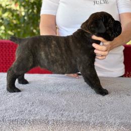 Brown Collar M - Black male Cane Corso puppy in Paris, Texas from Knucklehead Cane Corso