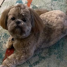 Shih Tzu Puppies from Marlene Kenney's Shih Tzus