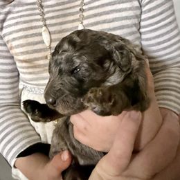 Blitzen - Merle male Goldendoodle puppy in Windsor, Colorado from Front Range Family Doodles
