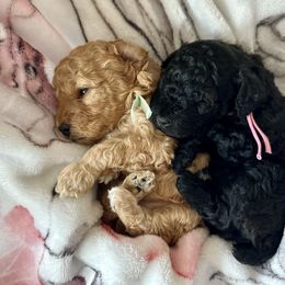 Aussiedoodle, Miniature Australian Shepherd, Poodle, and Toy Australian Shepherd Puppies from Sandy Creek Kennels