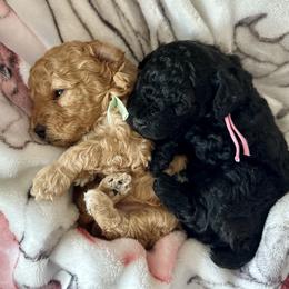 Aussiedoodle, Miniature Australian Shepherd, Poodle, and Toy Australian Shepherd Puppies from Sandy Creek Kennels