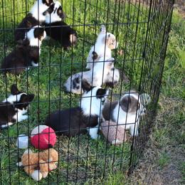 American Corgi Puppies from Southern Tastes American Corgis