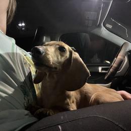 Dachshund puppies from Camacho_Dachshunds