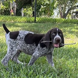 German Shorthaired Pointer Puppies from Edelmarke GSPs Reg’d